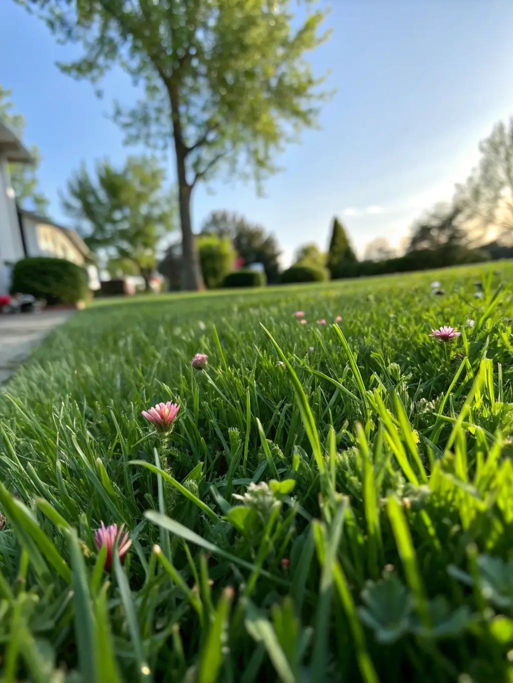 A photo of a well-maintained lawn after mole control, highlighting the restored landscape.
